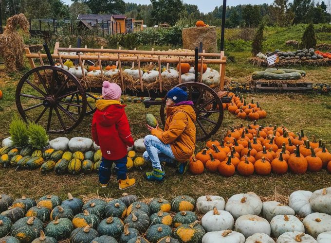 Dynioland w Wieliszewie