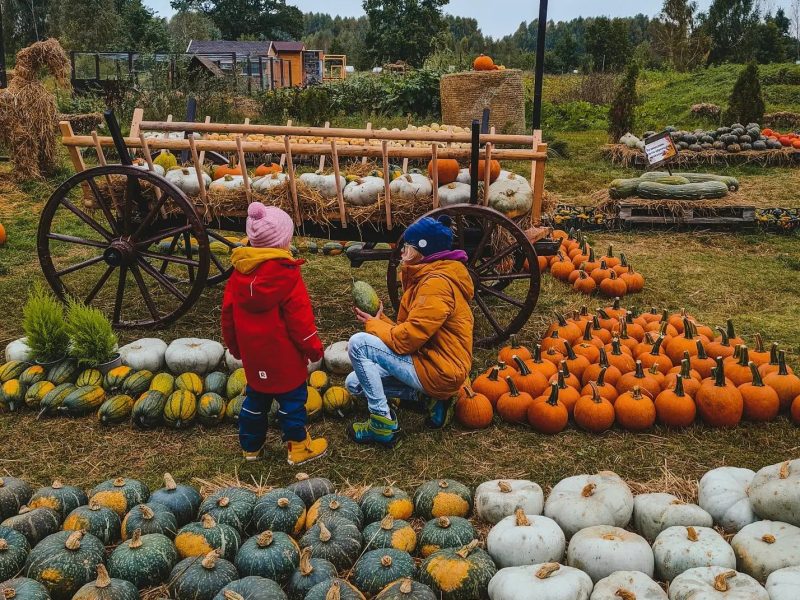 Dynioland w Wieliszewie