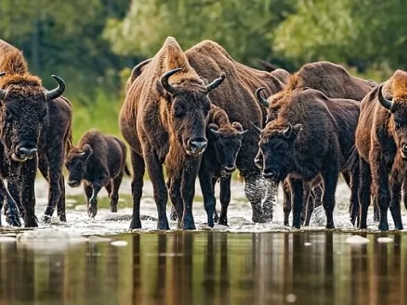 Białowieski Park Narodowy