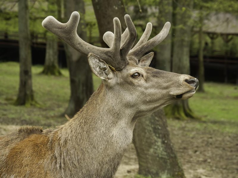 Park Dzikich Zwierząt i Koniki Polskie